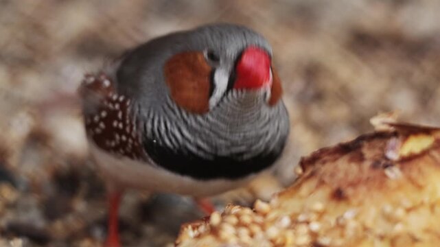 Close up shot of cute little zebra finch or chestnut-eared finch, taeniopygia guttata spotted perching on ground eating seeds from bowl surrounding environments, drop guanoe and fly away. Ornitology