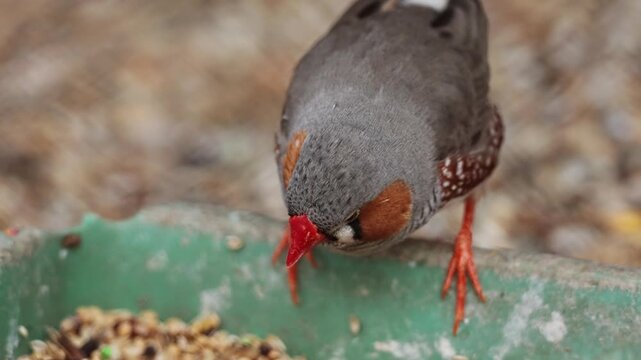 Close up shot of cute little zebra finch or chestnut-eared finch, taeniopygia guttata spotted perching on ground and wondering around it surrounding environments, drop guanoe and fly away. Ornitology