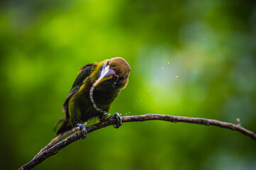 Naklejka premium Northern emerald toucanet (Aulacorhynchus prasinus)