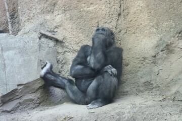 Thinking Gorilla © Douglas