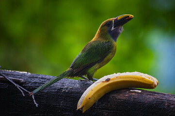 Naklejka premium Northern emerald toucanet (Aulacorhynchus prasinus)