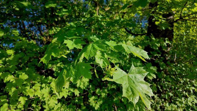 Green maple leaves with seeds