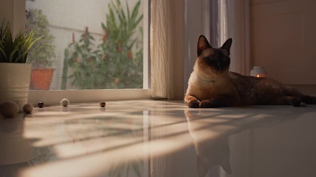 Siamese cat resting by a screen door, squinting eyes and observing surroundings curiously. Warm morning sunlight and moving shadows create a peaceful, happy home atmosphere in a cozy living room.