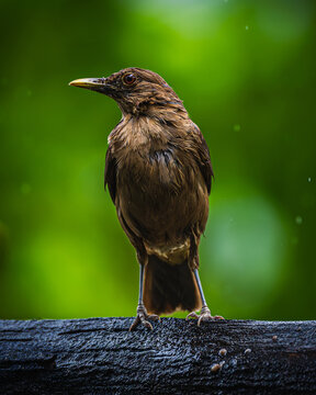 Clay-colored thrush (Turdus grayi)
