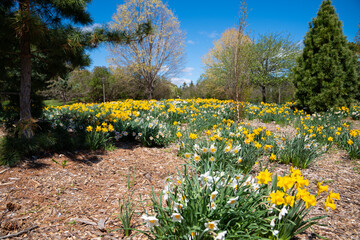 Obraz premium Spring bloom of many colorful flower in a garden field