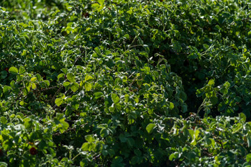 Obraz premium Sunlit Morning Plants with Rain Droplets in Dark and Bright Contrast.