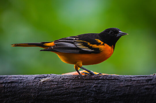 Baltimore oriole (Icterus galbula)
