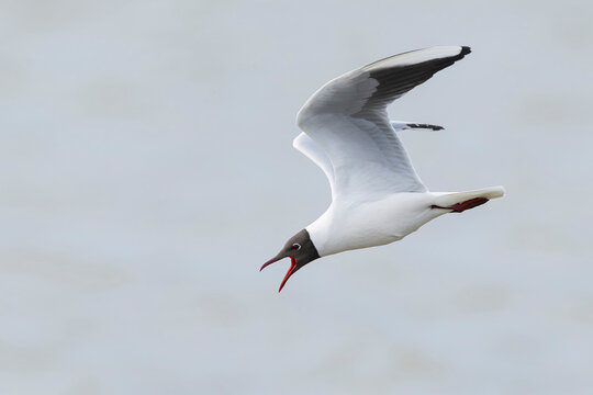 adult black-headed gull (Chroicocephalus ridibundus) in breeding plumage, found at Texel in the Netherlands