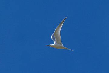 Naklejka premium adult Sandwich tern (Thalasseus sandvicensis) in breeding plumage in flight, found at Texel in the Netherlands