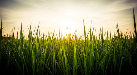 Obraz premium Sunset over lush green field of tall grass with soft lighting