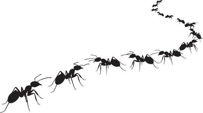 Black ants in a line on white background line of ants insects