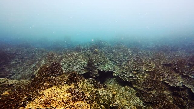 Wide View of Hard Coral Reef at Western Shoals, Guam