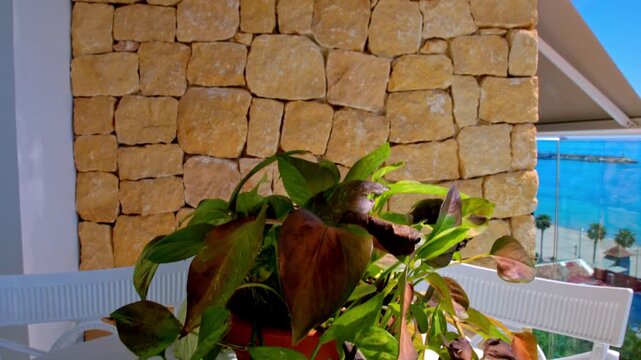 Pothos Plant Against a Stone Wall and Sea Backdrop