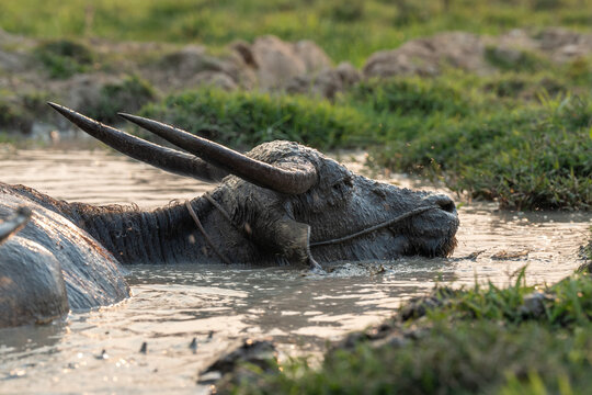 Water buffalo chilling and relaxing in mud bath outdoors in rural Thailand village, farm animal cooling off in water at field after spending day under hot sun, buffalo lying covered in wet mud.
