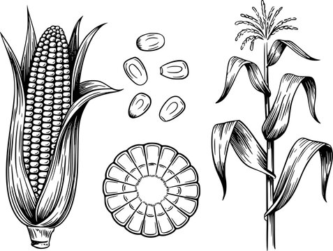 Vintage engraved corn stalk, cob, kernels, and cross-section white background maize