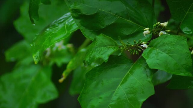macro and micro photos of plants and wild nature backgrounds