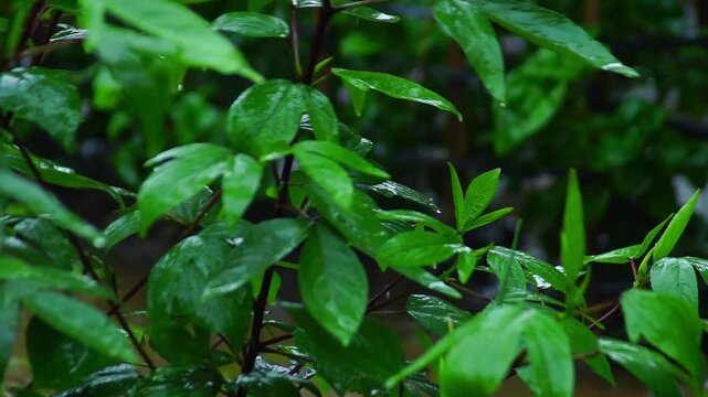 macro and micro photos of plants and wild nature backgrounds