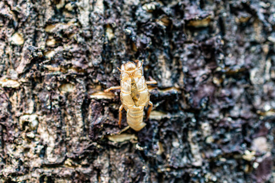 Cicada Exuvia Detailed Exoskeleton on Bark Thailand Macro Nature Detail