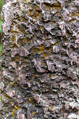 Fototapeta premium Lichen Moss Tree Bark Closeup Thailand Nature Macro Detail