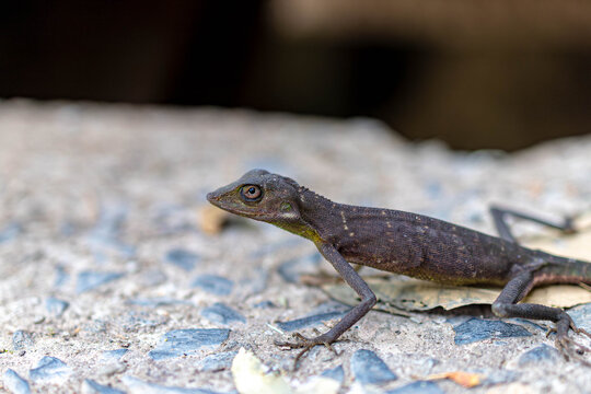 Changeable Lizard Calotes Versicolor Side Profile Eye Detail Khao Yai National Park Thailand Wildlife Macro