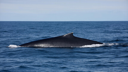 Naklejka premium Humpback whale surfacing near the coast of Iceland, wildlife and marine travel concept, ocean photography, with copy space