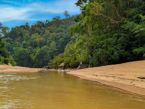 Tropical river winding through a dense green rainforest on a sunny day