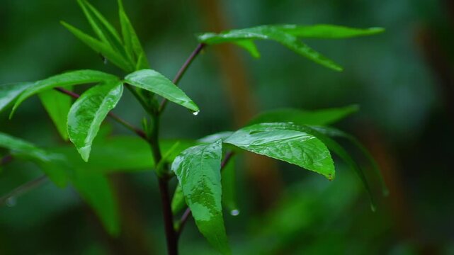 macro and micro photos of plants and wild nature backgrounds