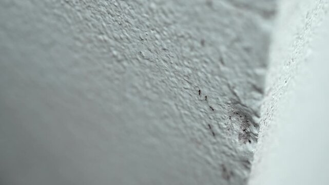 Close-up macro shot of ants walking back and forth on a concrete wall. Shallow depth of field focusing on the interaction and communication of the ants as they pass each other in a busy line.