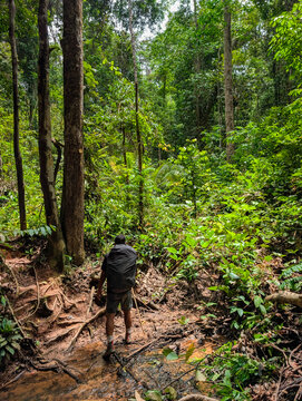 Man with large backpack trekking through dense Taman Negara rainforest in Malaysia