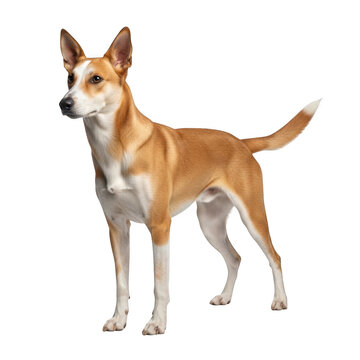 Vigilant australian dingo standing alert in natural stance isolated on transparent background