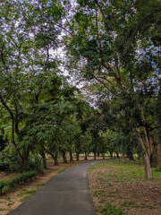 Fototapeta premium Peaceful Walking Path Through Lush Trees at Gampaha Botanical Garden Sri Lanka