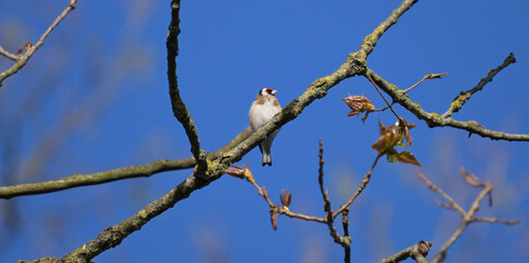 Szczygieł (Carduelis carduelis) siedzący na gałęzi drzewa wiosną, na tle błękitnego nieba © Joanna