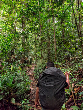Trekker hiking through the dense tropical rainforest of Taman Negara, Malaysia