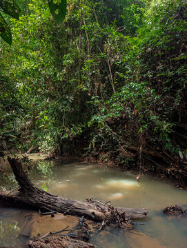 Sunlight filtering through dense jungle canopy onto a murky river with fallen log