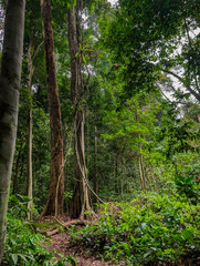 Naklejka premium Lush tropical rainforest featuring ancient trees and climbing vines in Taman Negara