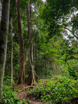Lush tropical rainforest featuring ancient trees and climbing vines in Taman Negara