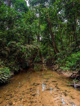 Tranquil river scene with clear water and dense tropical vegetation