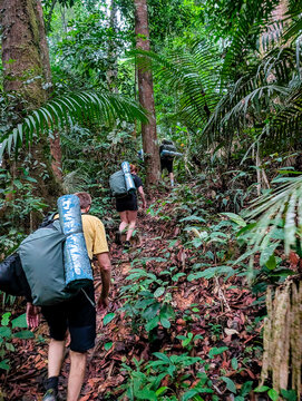 Backpackers trekking through dense tropical rainforest in Taman Negara, Malaysia