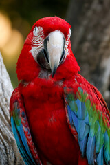 Obraz premium Close up head the red macaw parrot bird in garden