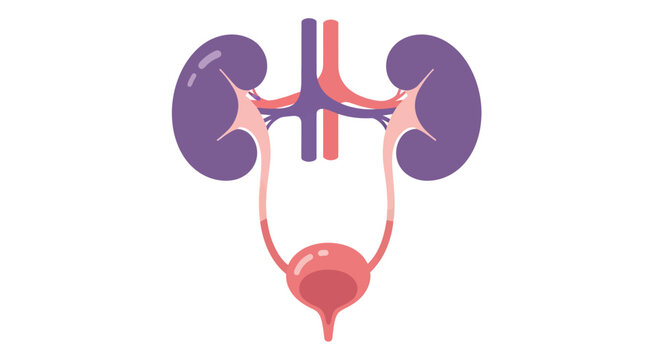 Human Urinary System Anatomy Diagram - Kidneys, Bladder, Ureters