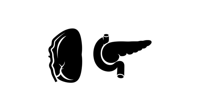 Human spleen and pancreas organ silhouette icon set.