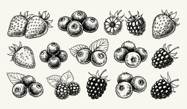 Berry Fruits Doodle Set with Hand Drawn Strawberry, Blueberry, and Raspberry Sketches