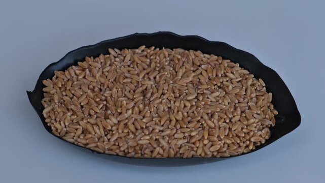 Close-up of raw organic wheat grains served in a traditional black plate