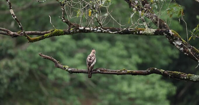 Video of Crested Hawk eagle perched on a tree and preening in Western ghats