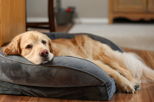Lazy golden retriever dog laying in his bed relaxing for a nap. His soft sleep pillow is comfortable. The cute pet is very tired. 