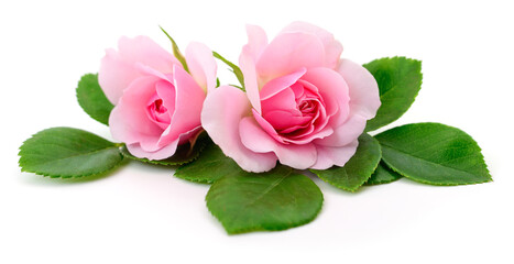 Fototapeta premium Two Pink Roses with Green Leaves Isolated on White