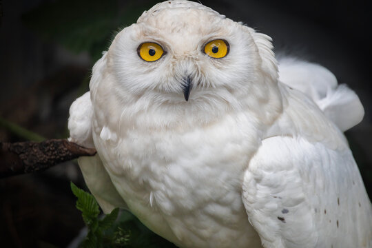 Snowy owl (Bubo scandiacus) frontal portrait, white plumage and intense yellow eyes, perched on branch