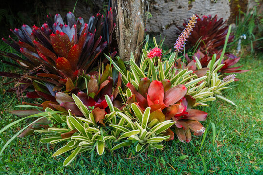 Tropical garden plants with red bromeliads and green foliage in landscaped park