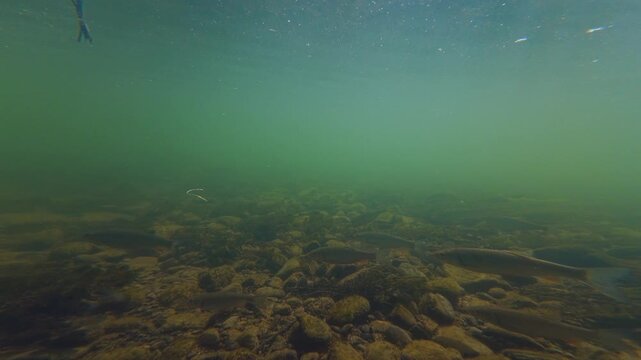 common chub fish shoal swim in turbulent clearwater flow, Myriophyllum spicatum aquatic plant aquascape, Uzh river biotope in Uzhhorod, organic silt sediment on polished pebble, documentary footage