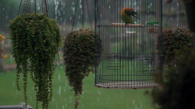 color tropical parrot play with feather in cage in rain